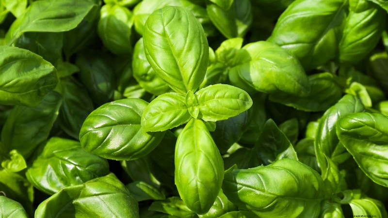 Essential Culinary Herbs for Your Garden: A Beginner s Guide