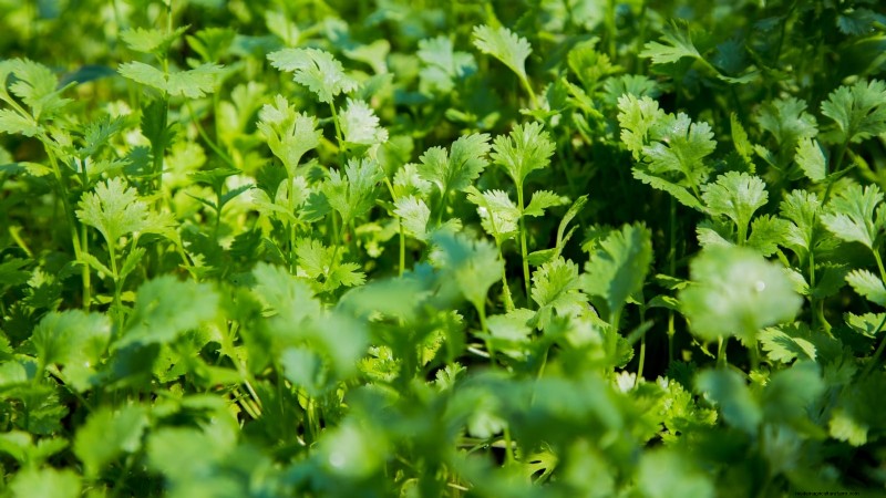 Essential Culinary Herbs for Your Garden: A Beginner s Guide