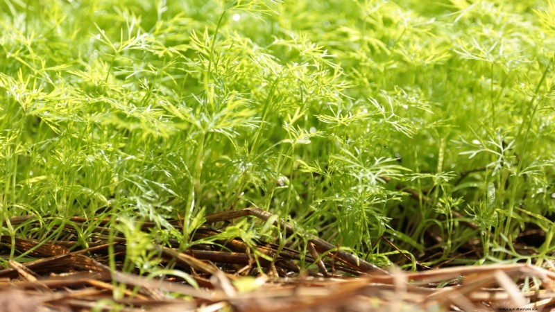 Essential Culinary Herbs for Your Garden: A Beginner s Guide