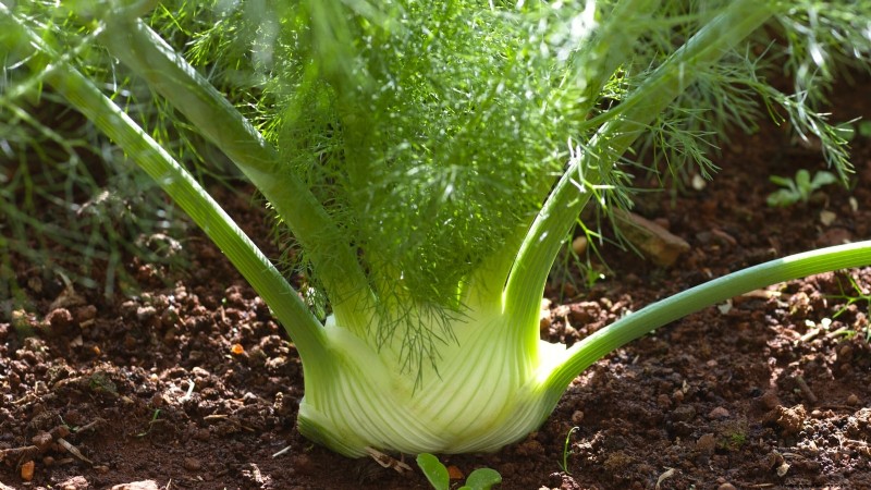Essential Culinary Herbs for Your Garden: A Beginner s Guide