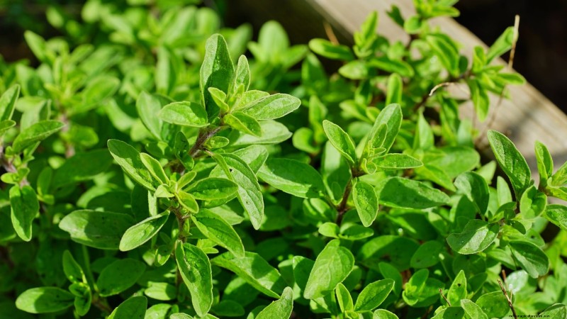 Essential Culinary Herbs for Your Garden: A Beginner s Guide