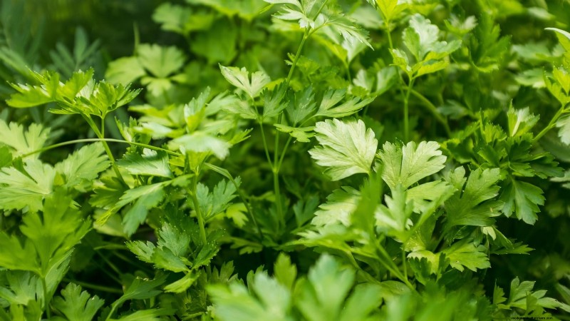 Essential Culinary Herbs for Your Garden: A Beginner s Guide