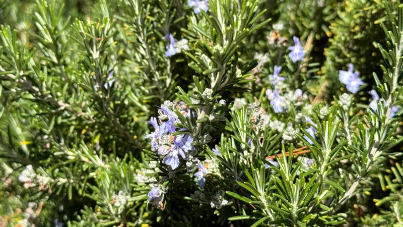 Essential Culinary Herbs for Your Garden: A Beginner s Guide