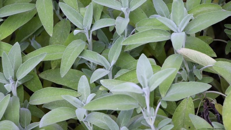 Essential Culinary Herbs for Your Garden: A Beginner s Guide