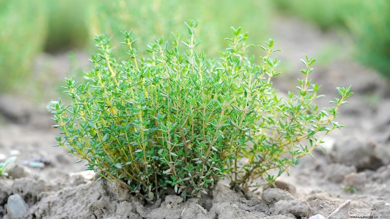Essential Culinary Herbs for Your Garden: A Beginner s Guide