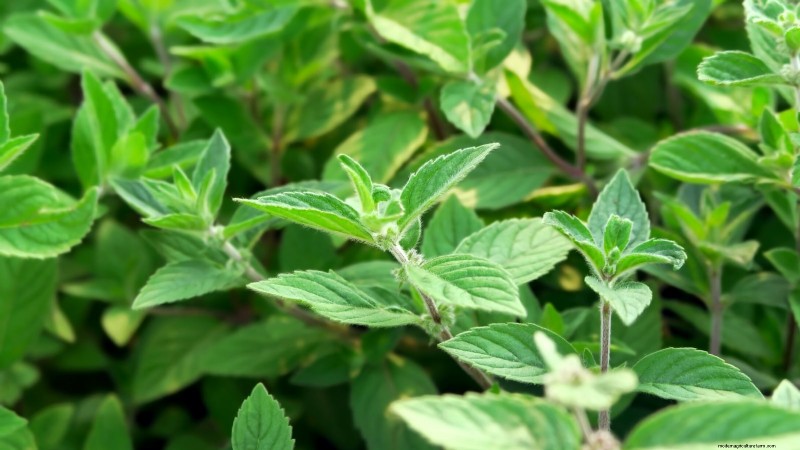 Essential Culinary Herbs for Your Garden: A Beginner s Guide