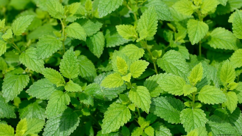 Essential Culinary Herbs for Your Garden: A Beginner s Guide