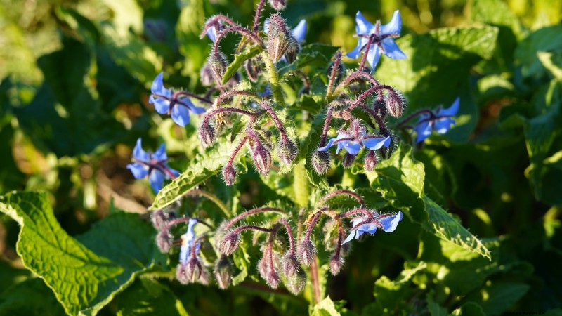 Essential Culinary Herbs for Your Garden: A Beginner s Guide