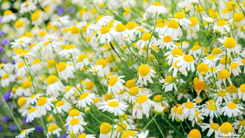 Essential Culinary Herbs for Your Garden: A Beginner s Guide
