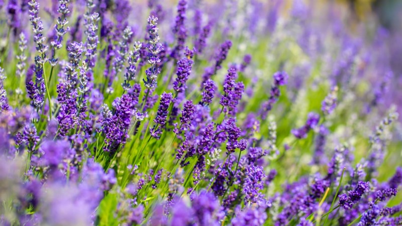 Essential Culinary Herbs for Your Garden: A Beginner s Guide
