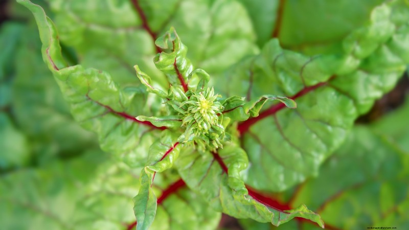 Bolt-Resistant Vegetables: Grow a Continuous Harvest
