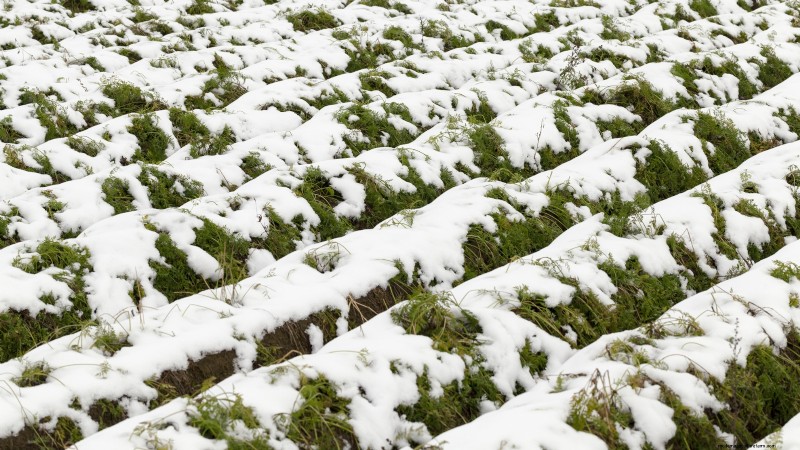 Bolt-Resistant Vegetables: Grow a Continuous Harvest