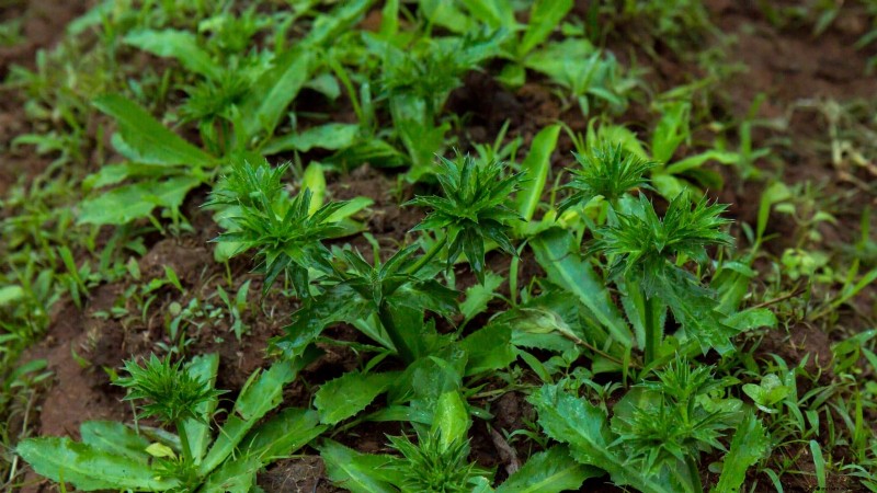 Bolt-Resistant Vegetables: Grow a Continuous Harvest