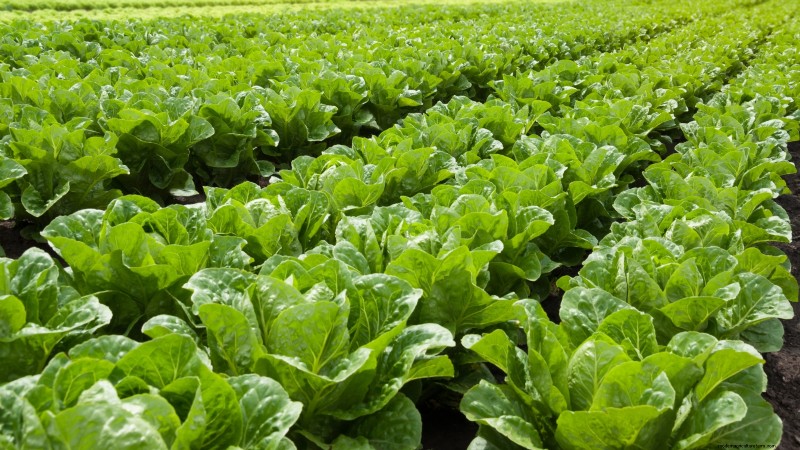 Bolt-Resistant Vegetables: Grow a Continuous Harvest