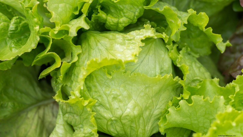 Bolt-Resistant Vegetables: Grow a Continuous Harvest