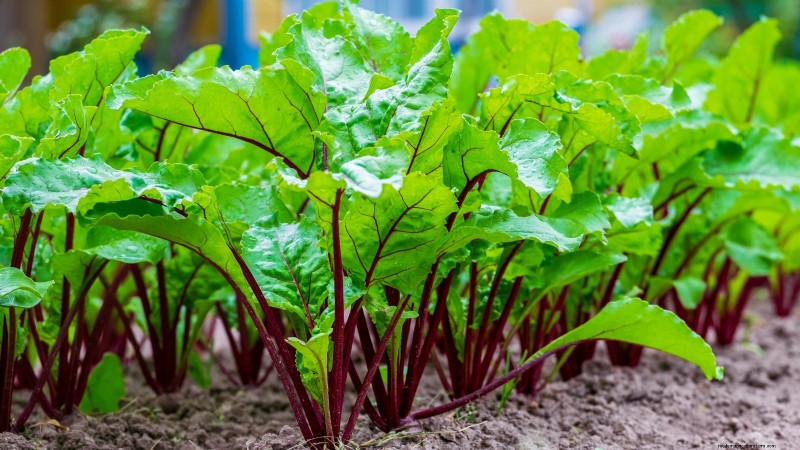 Bolt-Resistant Vegetables: Grow a Continuous Harvest