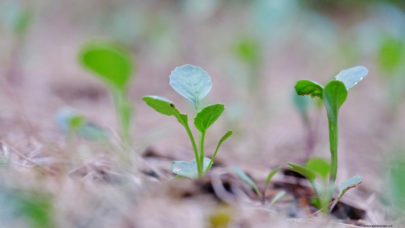 Bolt-Resistant Vegetables: Grow a Continuous Harvest