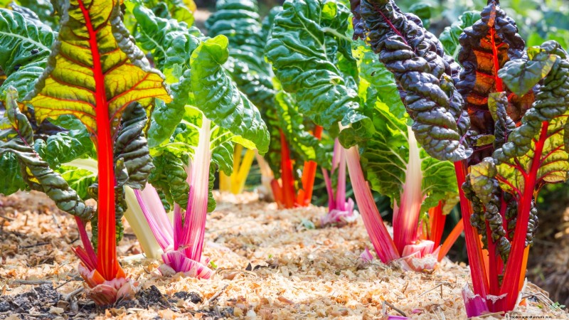 Bolt-Resistant Vegetables: Grow a Continuous Harvest