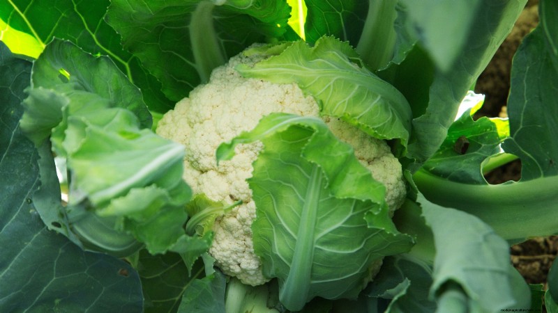 Bolt-Resistant Vegetables: Grow a Continuous Harvest