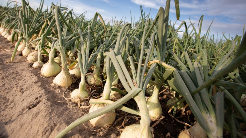 Bolt-Resistant Vegetables: Grow a Continuous Harvest