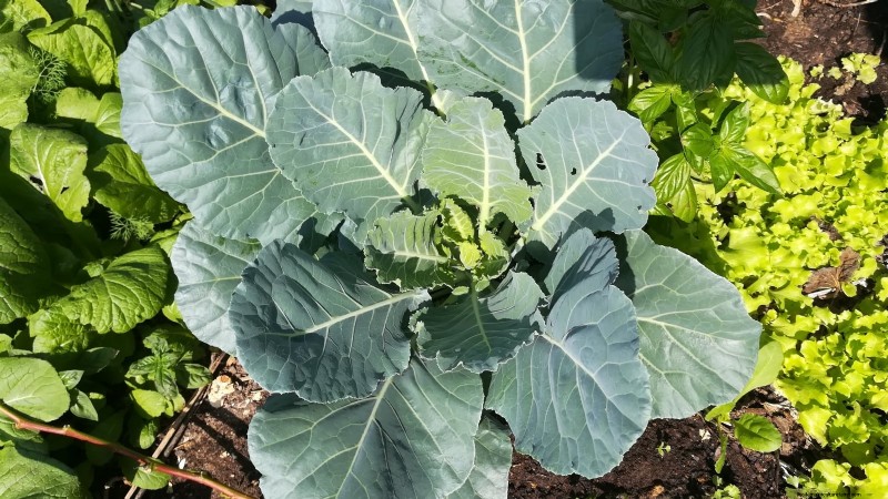 Bolt-Resistant Vegetables: Grow a Continuous Harvest
