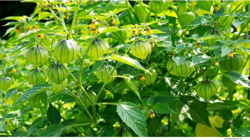 Bolt-Resistant Vegetables: Grow a Continuous Harvest