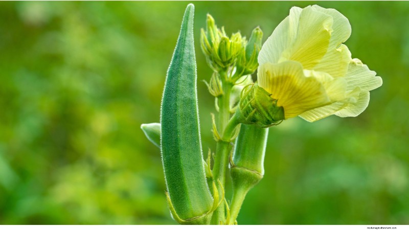 Bolt-Resistant Vegetables: Grow a Continuous Harvest