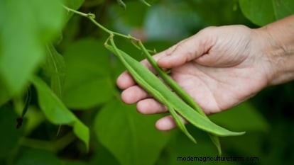Scarlet Runner Beans: Planting, Growing & Care Guide