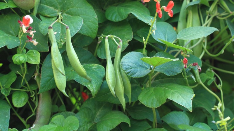 Scarlet Runner Beans: Planting, Growing & Care Guide