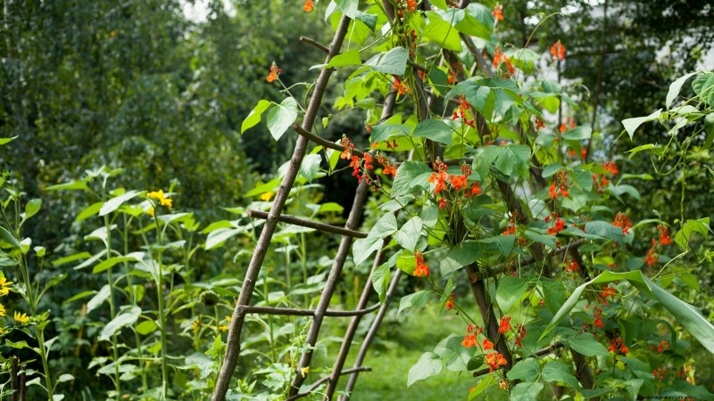 Scarlet Runner Beans: Planting, Growing & Care Guide