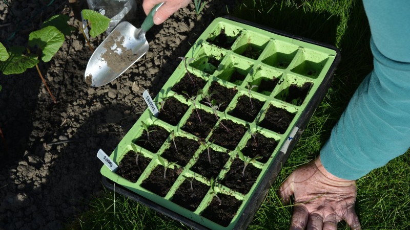 Scarlet Runner Beans: Planting, Growing & Care Guide