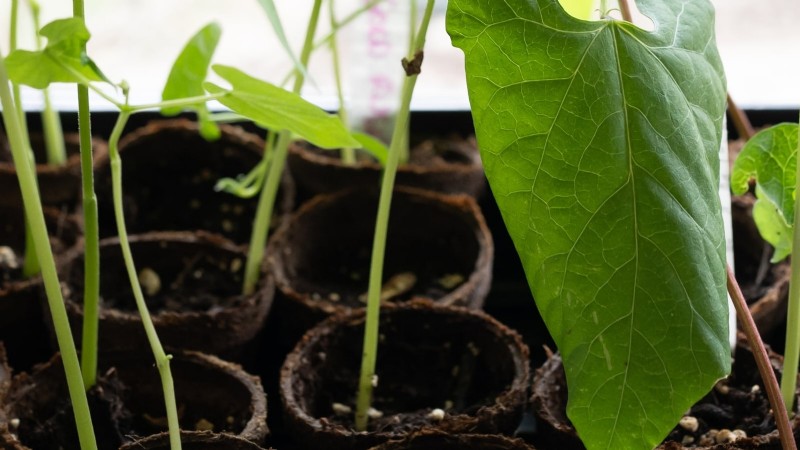 Scarlet Runner Beans: Planting, Growing & Care Guide