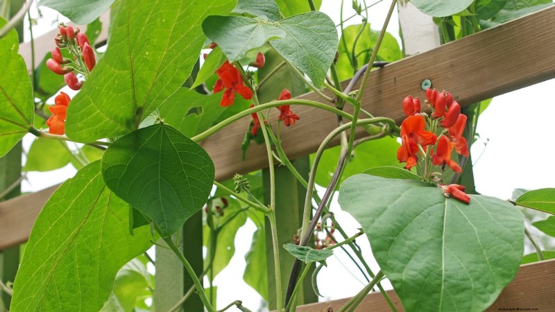 Scarlet Runner Beans: Planting, Growing & Care Guide