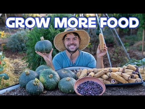 Scarlet Runner Beans: Planting, Growing & Care Guide
