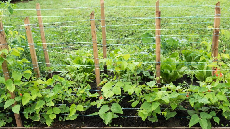 Scarlet Runner Beans: Planting, Growing & Care Guide