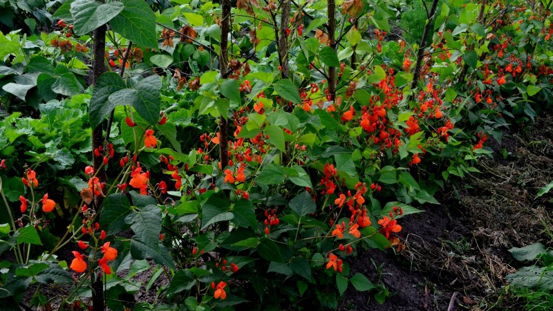Scarlet Runner Beans: Planting, Growing & Care Guide