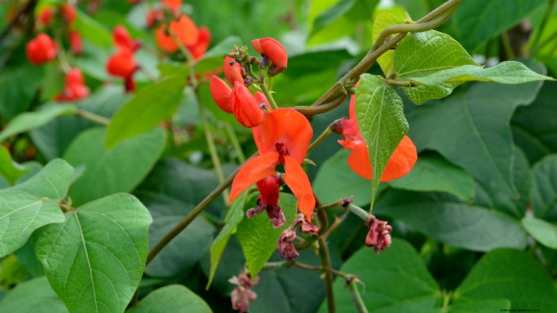 Scarlet Runner Beans: Planting, Growing & Care Guide