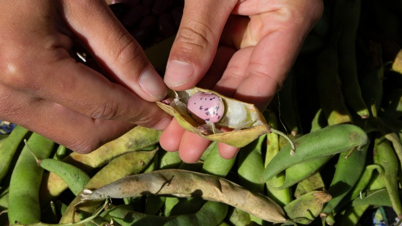 Scarlet Runner Beans: Planting, Growing & Care Guide
