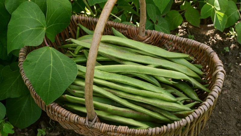 Scarlet Runner Beans: Planting, Growing & Care Guide