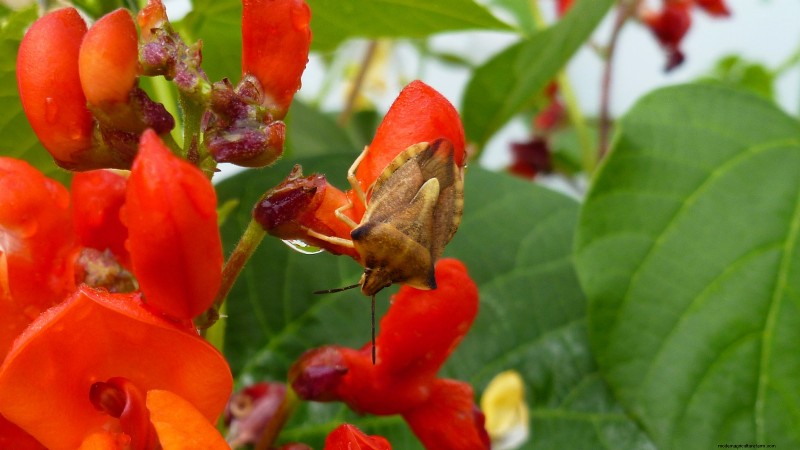 Scarlet Runner Beans: Planting, Growing & Care Guide