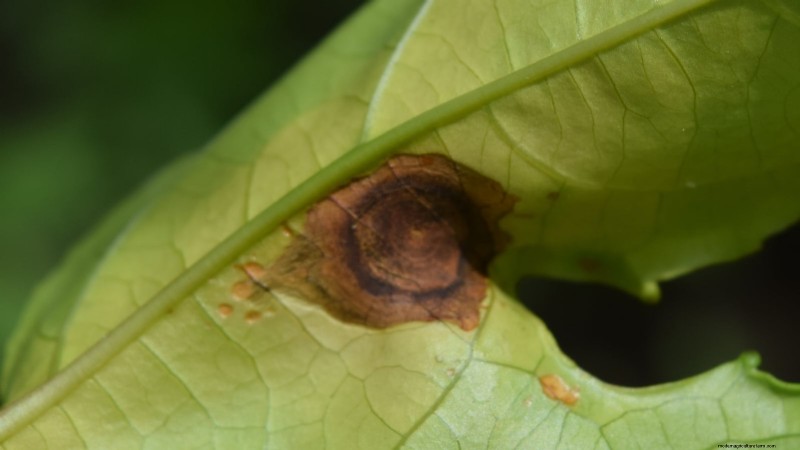 Scarlet Runner Beans: Planting, Growing & Care Guide