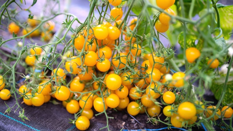 Grow Faster, Healthier Tomatoes: Expert Tips for Zone 5b