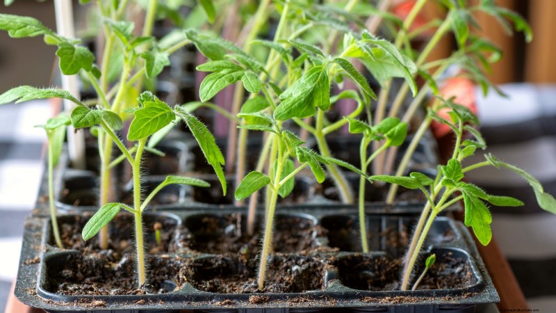 Grow Faster, Healthier Tomatoes: Expert Tips for Zone 5b
