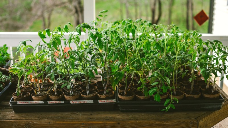 Grow Faster, Healthier Tomatoes: Expert Tips for Zone 5b