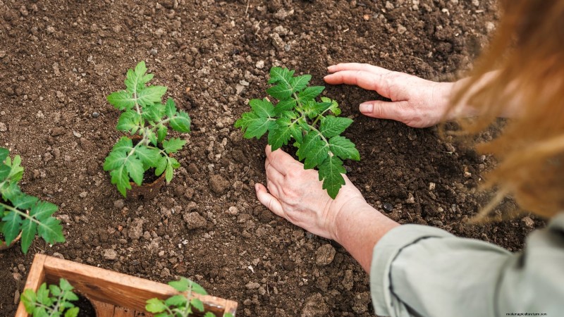 Grow Faster, Healthier Tomatoes: Expert Tips for Zone 5b