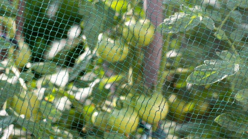 Grow Faster, Healthier Tomatoes: Expert Tips for Zone 5b