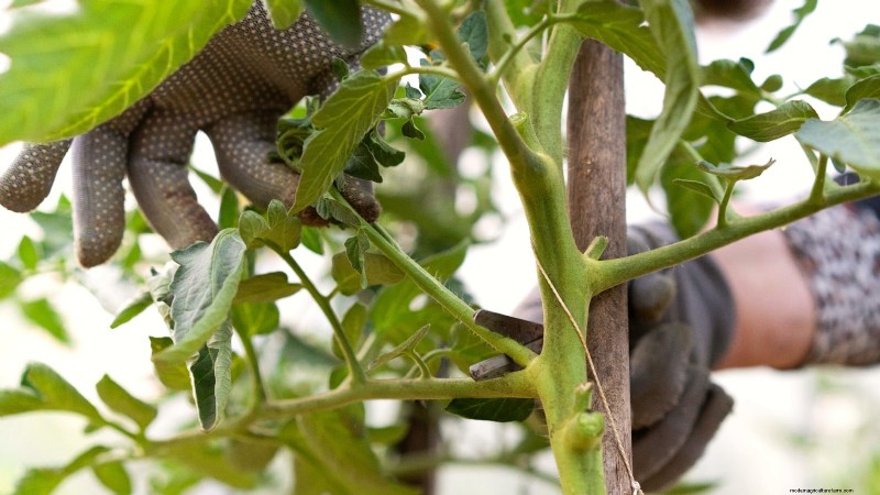 Grow Faster, Healthier Tomatoes: Expert Tips for Zone 5b