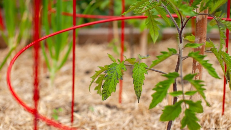 Grow Faster, Healthier Tomatoes: Expert Tips for Zone 5b