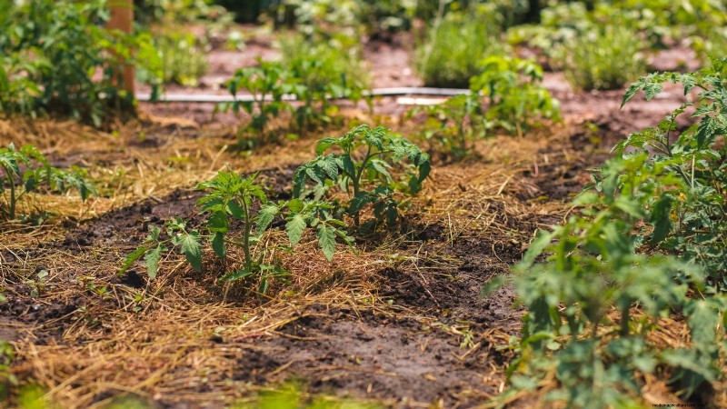 Grow Faster, Healthier Tomatoes: Expert Tips for Zone 5b