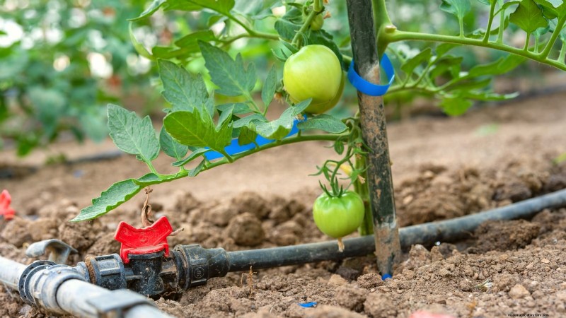 Grow Faster, Healthier Tomatoes: Expert Tips for Zone 5b